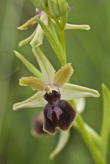 ophrys pseudoatrata in Lucania